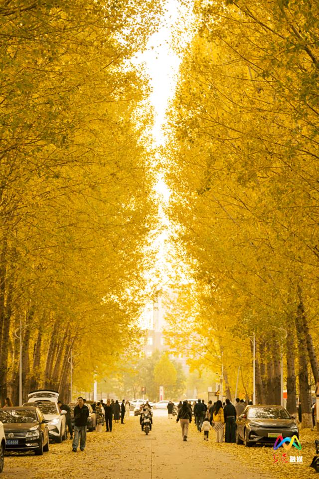 出片率100%！上党区郭堡村含“金”量不断上升