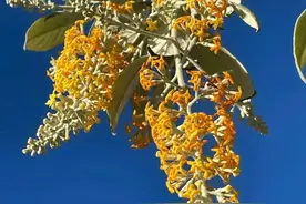 人称“醉 鱼 草”植草界的“蒙 汗 药”，药用价值高很多人都不认识图片