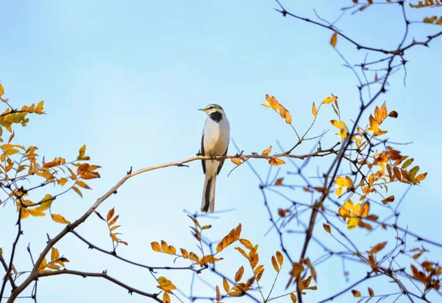 初冬限定！观鸟、彩叶、遛娃一站式，承包全家 “零负担” 快乐