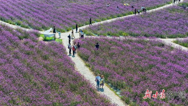 永靖县黄河花堤：繁花织就休闲打卡地