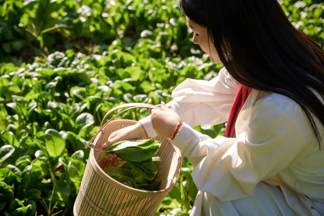 可惜你不听《枫》,不知道醴陵这片枫林到底有多美!
