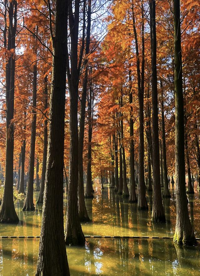 落羽红杉林，误入油画中！