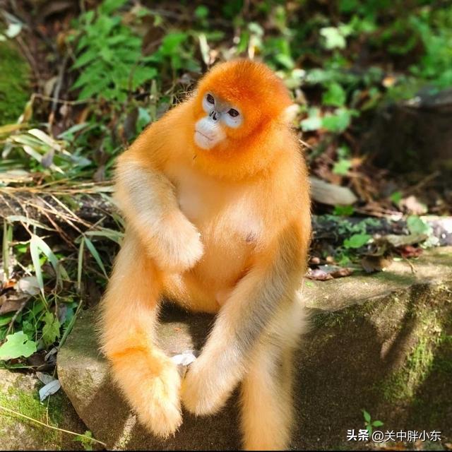 《逛吃陕西县域》佛坪：西安到佛坪一日游攻略，看熊猫品美食