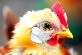 生肖兔合不来的五大生肖，天生对头，注定不合，矛盾不断！图片