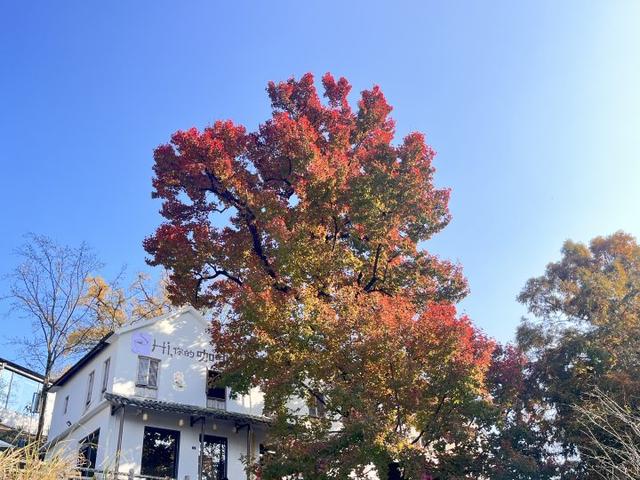 “红叶指南”迎来醉美秋色！杭州坐公交赏秋这么走