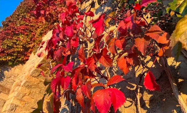 秋华未减，冬景将至，来炎帝影视基地赴一场秋冬的约会吧！