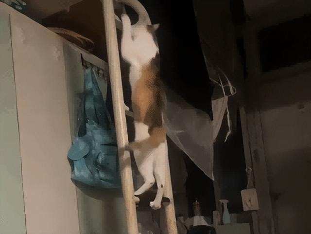 爸爸教猫爬梯子上床，结果第二天看到…网友：这猫是人教版的！