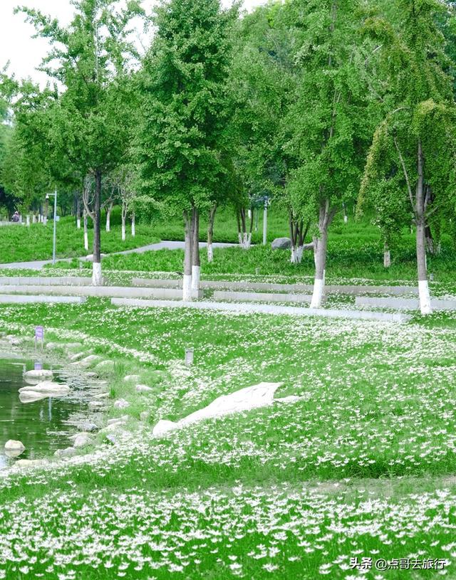 地铁直达！成都又一公园美爆！纯白葱兰花海超壮观，不要门票！