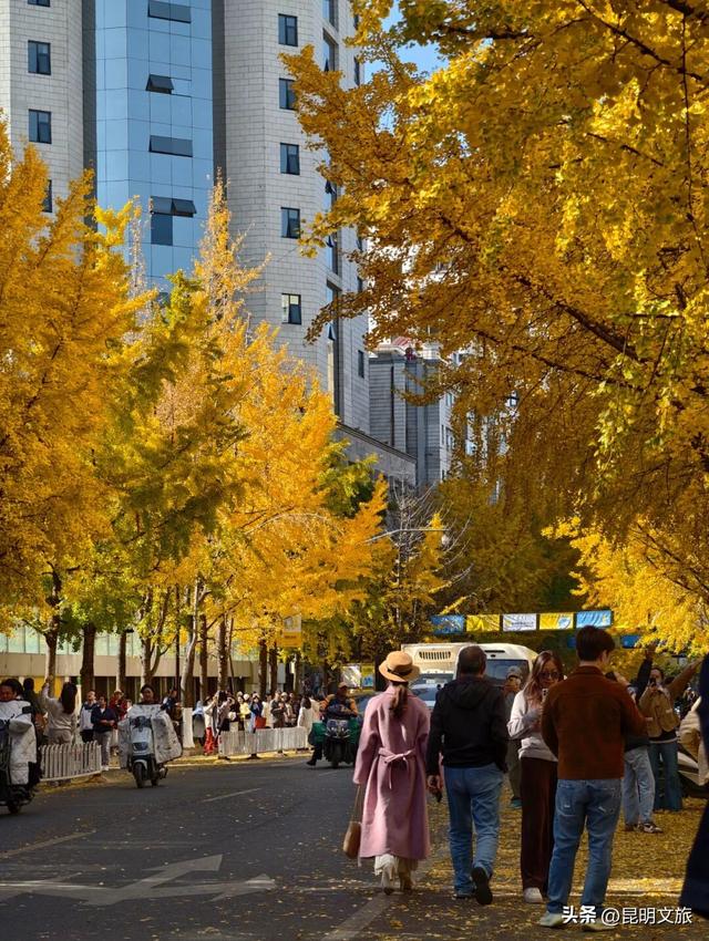 美爆！美爆！超全攻略！超出片！🤳昆明银杏黄金倒计时，抓紧时间冲~