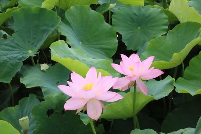 弥渡夏日荷塘等你来