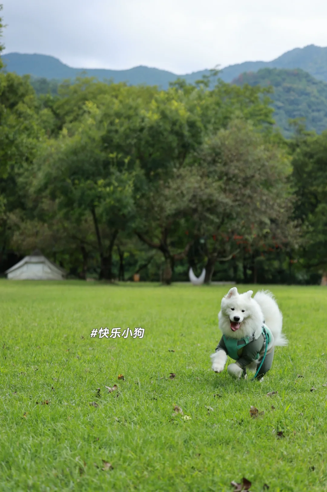 在韶关，带毛孩子去哪“浪”？这份宠物友好地图请收藏，撒欢不踩雷~