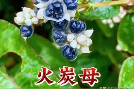 喝冰饮伤胃？火炭母3种土法解暑，农村人用了几十年，省钱又管用图片