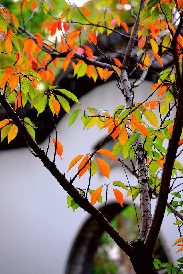 大公图书馆丨秋日里的诗意庭园