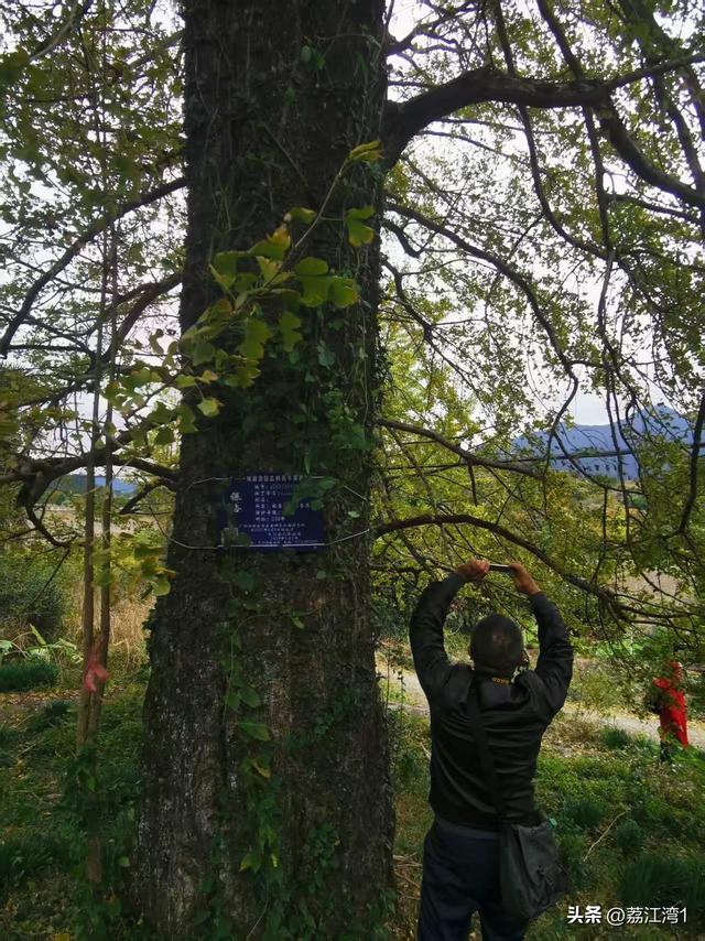 金叶映古村，醉美长岗岭