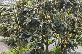 最贵100元/斤！杭州正式上市，老板电话被打爆！很多人都在盼，终于来了图片