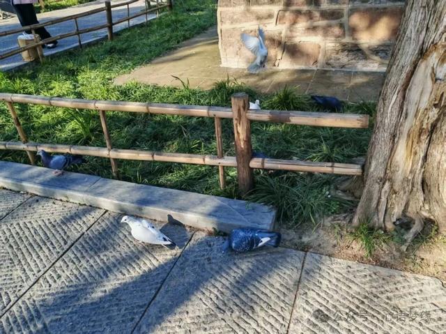 白马寺的鸽子,呈现世间生灵最好的模样