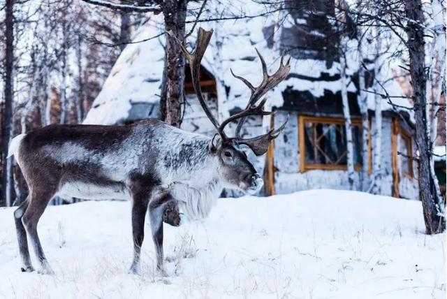冬寻双极·打卡冷极根河&北极漠河、漫步大兴安岭、探访使鹿部落