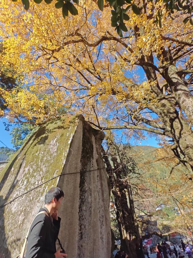 郁郁银杏无非般若，青青溪石尽是法身：宜春南惹古村印象（聂朋