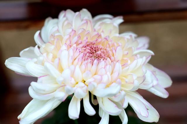 “花开北京·菊韵金秋” 2025北京菊花文化节在北海公园启幕 | 动态