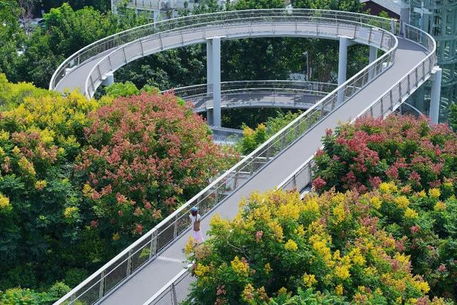 这是冬天？厦门暖冬花花花花花花样缤纷~