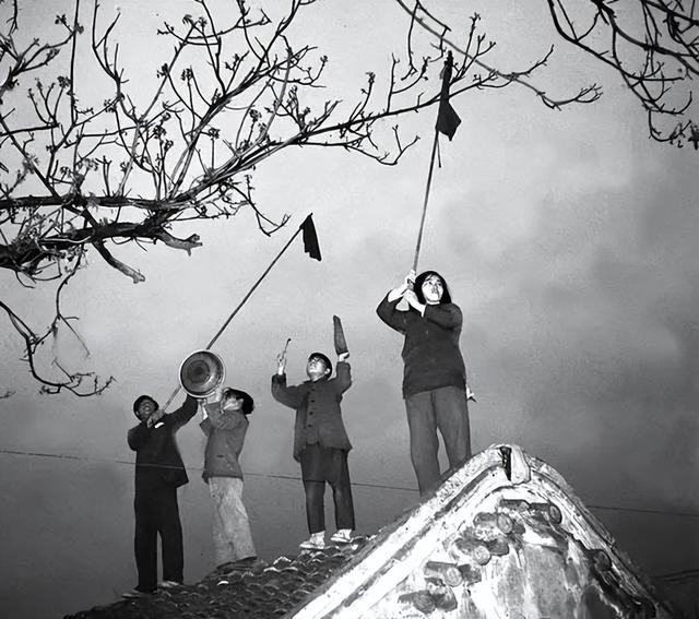 1958年全民打麻雀：工人、农民、学生齐上阵，麻雀被活活累死