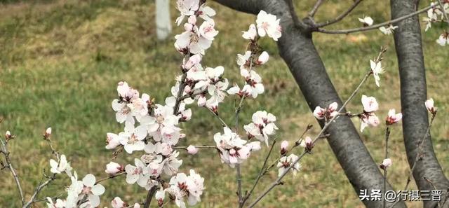 汉服古韵迎佳节 别样三八绽芳华——万荣李家大院妇女节人气火爆