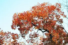 说说我照顾90岁父母的感触，如果从头再来，决不能包揽图片