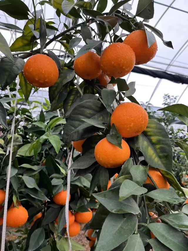 游在鹰潭 | 周末采摘指南！甘蔗清甜、草莓香甜，限定甜蜜等你来【全球学子嘉游赣 奇绝鹰潭逍遥游】