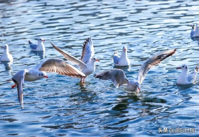 “鸥”耶！现在可以来丹江大观苑看海鸥咯~