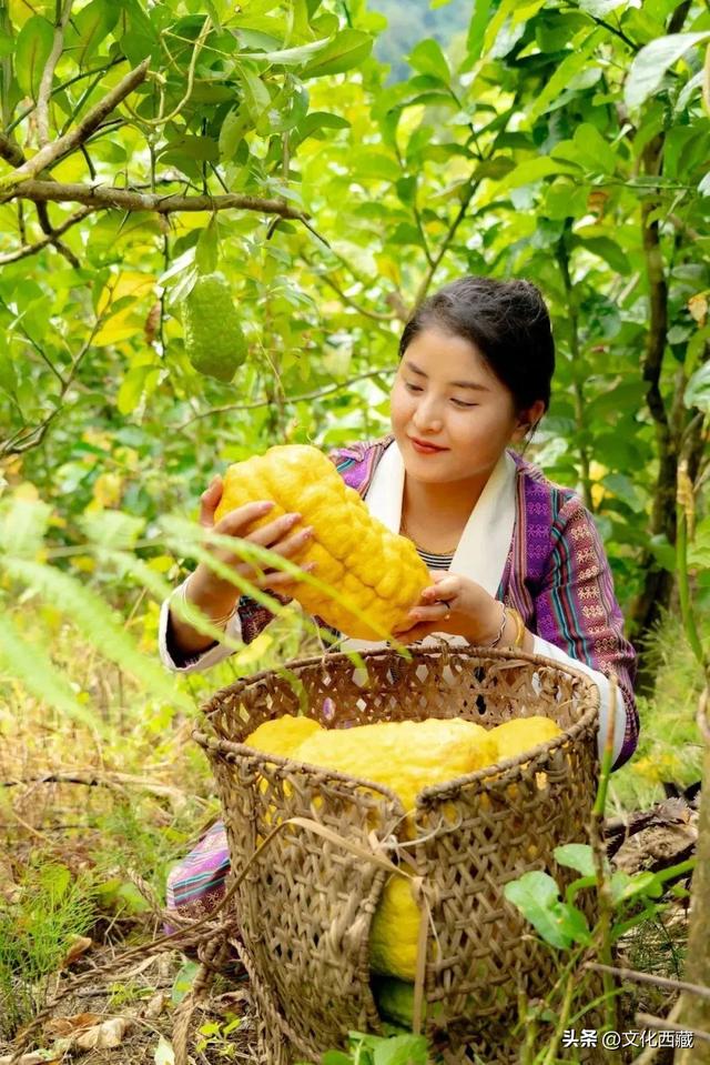甲子西藏·文旅新章 | 十年蝶变，墨脱绽放旅游富民新画卷