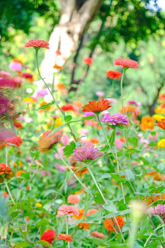 邂逅秋日烂漫：丰泽这片花海美丽绽放，就藏在……