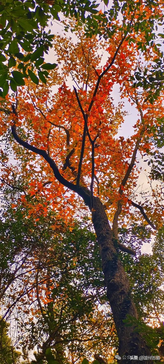 又是一年红枫季,美“枫”了! 温州这处环浙步道秘境枫红正艳