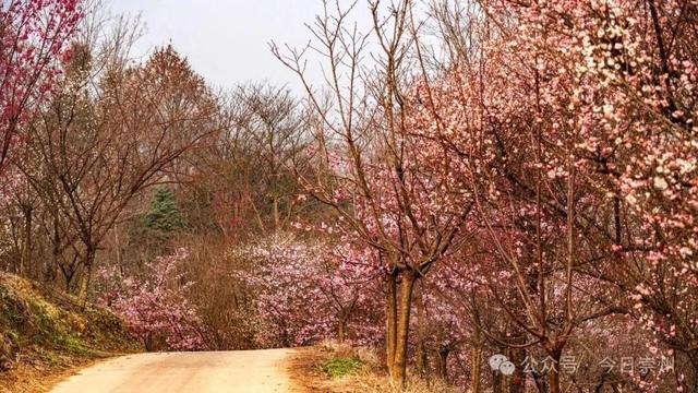 崇州的樱花，开啦！！!