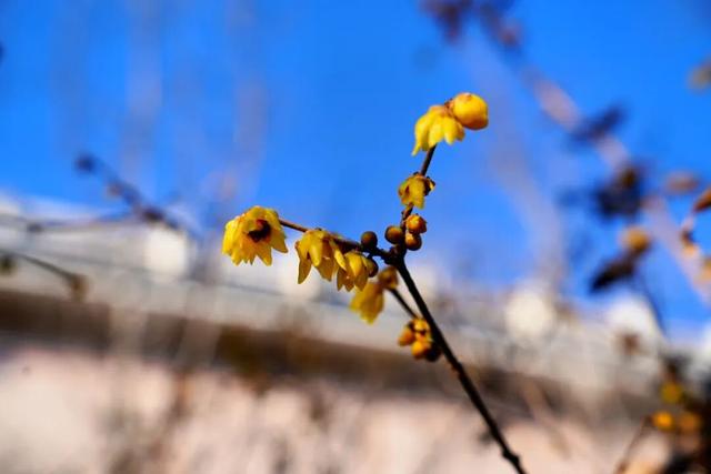 开了！开了！来闻一闻广饶2026年的第一缕花香！