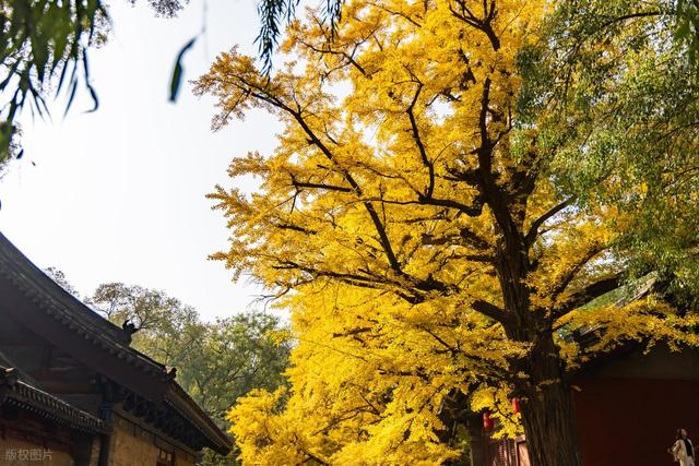 高清大图带你领略晋祠的秋