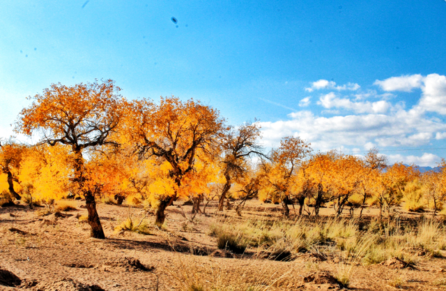 南疆秋季胡杨旅游快讯
