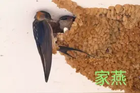 燕子图片