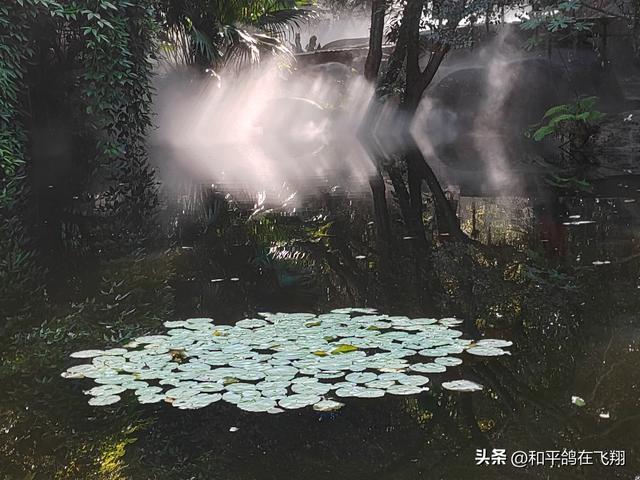 厦门植物园：邂逅自然的绮梦