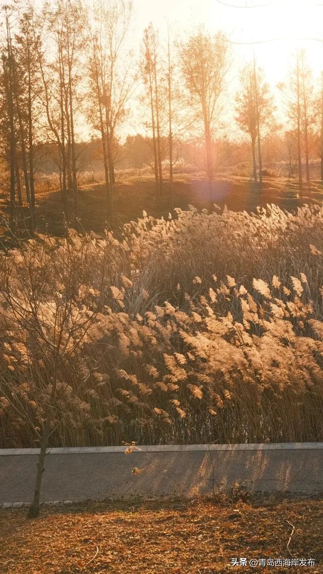 超级出片！西海岸这片芦苇荡氛围感拉满！