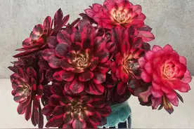 多肉法师几月“摘心”最好？3月到4月正当时，一般10天就能变多头图片