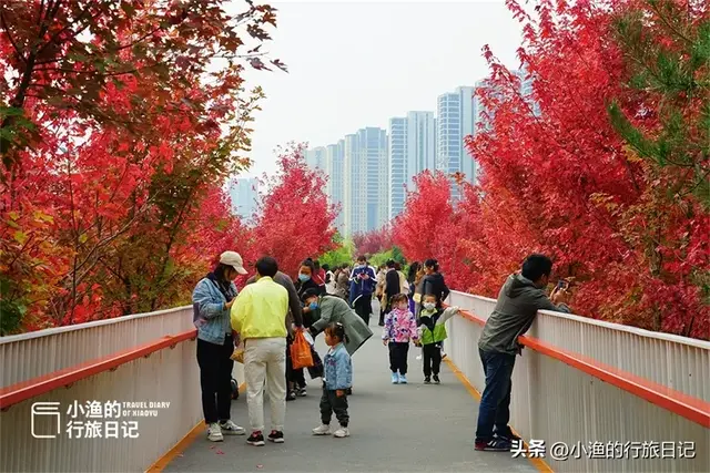 天晴啦！西安第一波红叶已上线！这片秘境小森林，又到一年最美时