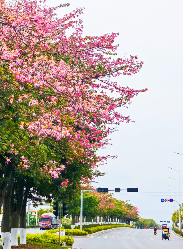 美丽异木棉绚烂绽放！快来罗定这条路邂逅冬日“粉色浪漫”