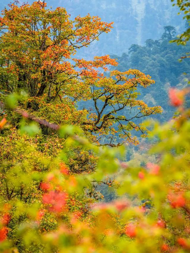 喇叭河红叶巅峰期打卡攻略，彩林秘境+野生萌兽，秋假带娃研学首选！