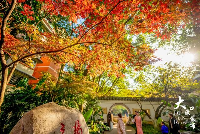 大渡口冬日“顶流”红了