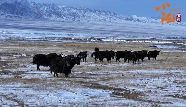 阿克塞：生灵为笔 写就草原冬日生态诗篇