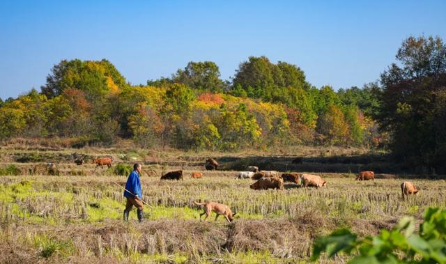 一键收藏!明光南部2025年秋景大赏