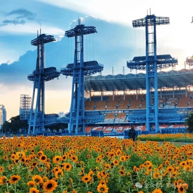 广州秋日遛娃赏花攻略：觅市中心小众花海，与娃共赴粉金浪漫！