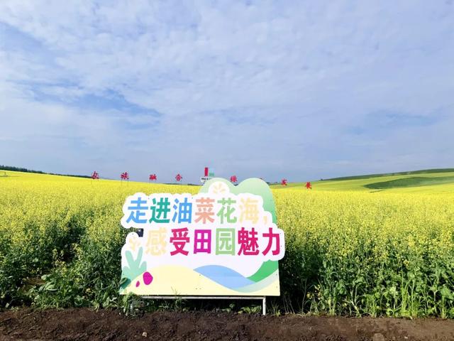 金色浪漫！呼伦贝尔农垦莫拐农牧场6.2万亩油菜花盛放