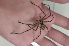 在家里遇到这种蜘蛛一定要注意，它对居家有着大作用图片