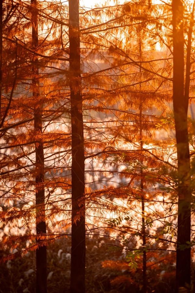 太白湖新区水杉浓度即将达到100%，这份拍照攻略请收好